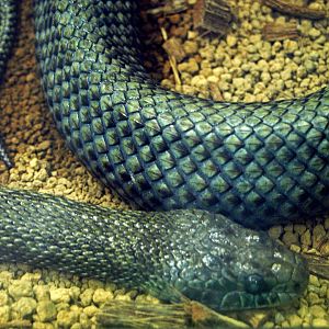 Japanese ratsnake