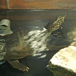 Chinese soft-shelled turtle