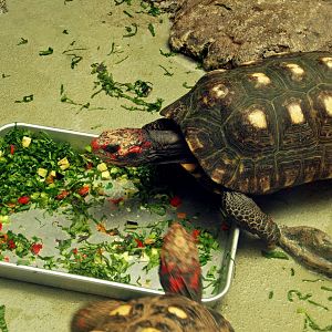 South American red-footed tortoise