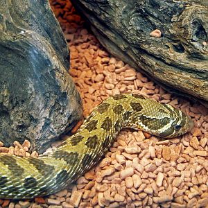 Western hognose snake