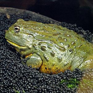 African bullfrog