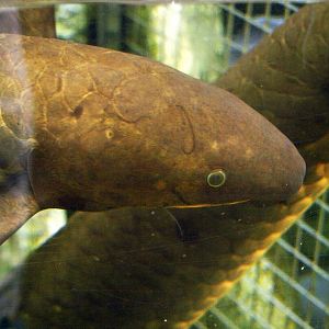 Australian lungfish