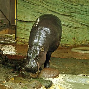 Pygmy hippopotamus