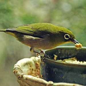 Japanese white eye