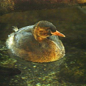 Little grebe