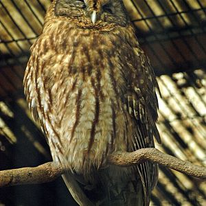 Ural owl