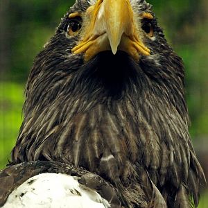 Steller's sea eagle
