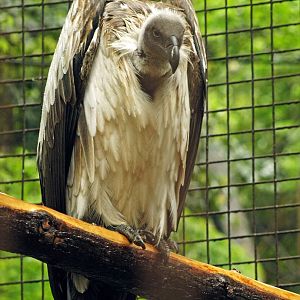 African white-backed vulture
