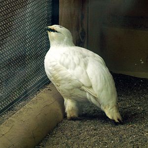Svalbard ptarmigan