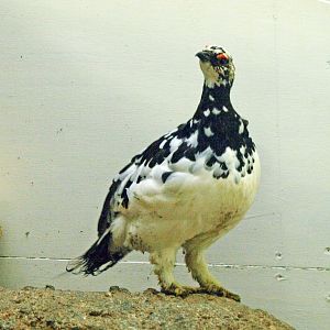 Svalbard ptarmigan
