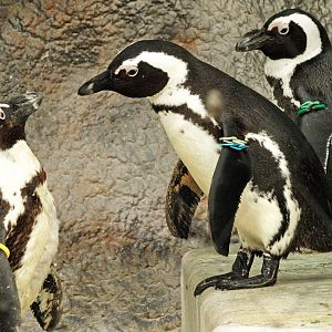 African penguin