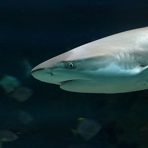 Blacktip Reef Shark (Carcharhinus melanopterus)