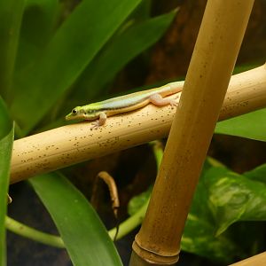 Yellow-headed day gecko (Phelsuma klemmeri)