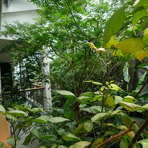 Vogelhaus- Neotropical Walk-through