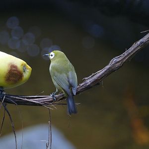Kilimanjaro white-eye (Zosterops eurycricotus)