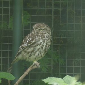Little Owl (Athene noctua)