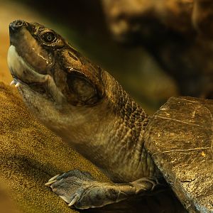 South American river turtle : Crocodiles of the World : 01 Jun 2024