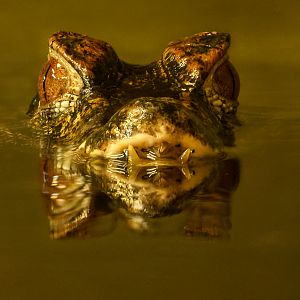 Cuvier's dwarf caiman : Crocodiles of the World : 01 Jun 2024