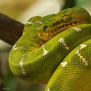 Emerald tree boa : Crocodiles of the World : 01 Jun 2024