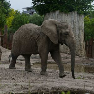 African elephant (Loxodonta africana)