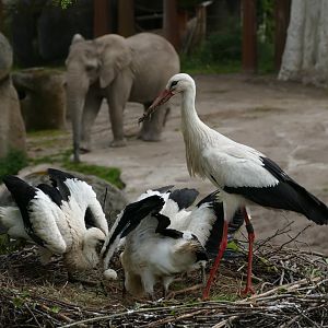Wild white storks nesting with elephant in the background
