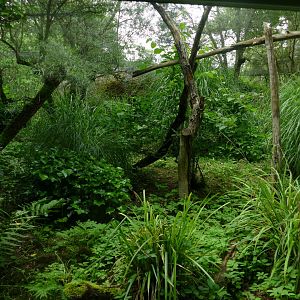 Australian Brushturkey Outdoor Aviary- Australis