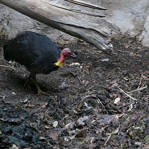 Australian Brushturkey (Alectura lathami)