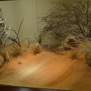 Etoscha Haus- Horned Viper Exhibit