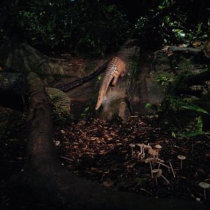 Sunda Pangolin (Manis javanica)