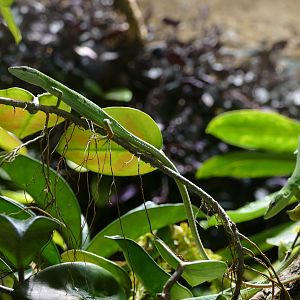 Sakishima Grass Lizard (Takydromus dorsalis)