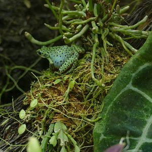Rio Pescado Stubfoot Toad (Antelopus balios)
