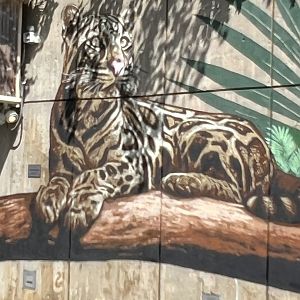 New Mural outside the Tropical Forest
