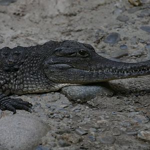 Freshwater Crocodile (Crocodylus johnsoni)