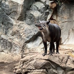 Baird’s Tapir