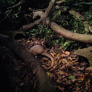 Sunda Pangolin (Manis javanica)