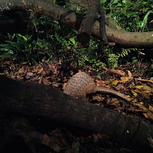 Sunda Pangolin (Manis javanica)