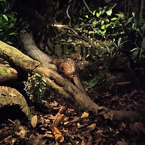 Sunda Pangolin (Manis javanica)
