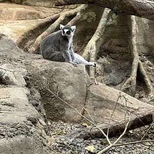 Ring-Tailed Lemur