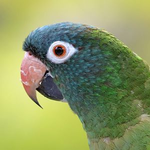 Parrot ID - Bird Paradise (Singapore)