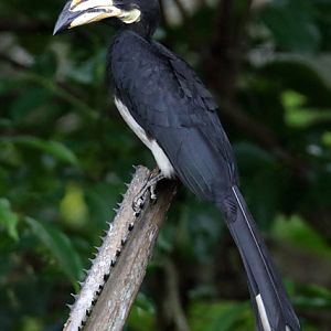 Hornbill ID - Bird Paradise (Singapore)