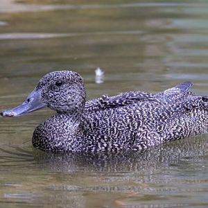Duck ID - Bird Paradise (Singapore)