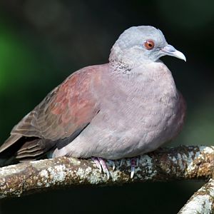 Pigeon ID - Bird Paradise (Singapore)