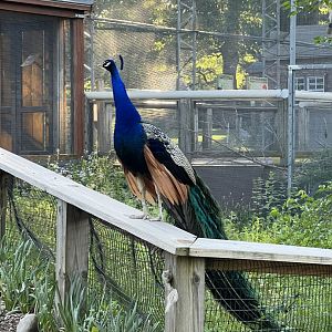 Indian Peafowl