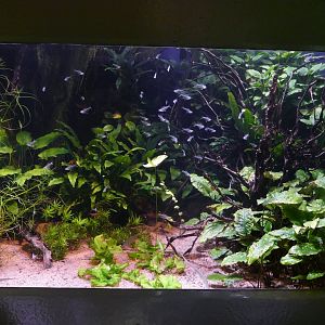 Vivarium- "Underwater Camouflage"