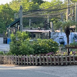 Western Lowland Gorillas