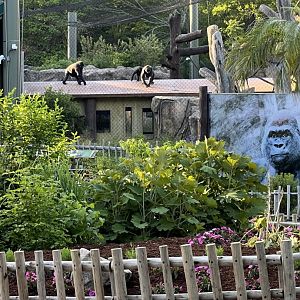 Western Lowland Gorillas