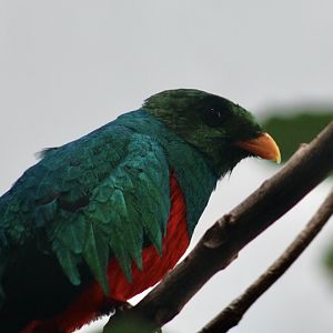Golden-Headed Quetzal (Pharomachrus auriceps)