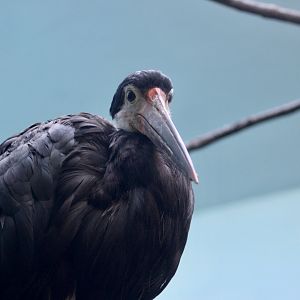 Storm's Stork (Ciconia stormi)