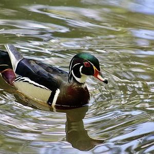 Wood Duck (Aix sponsa) wild