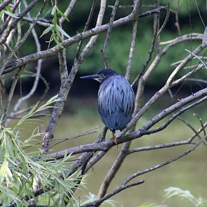 Green Heron (Butorides virescens virescens) wild